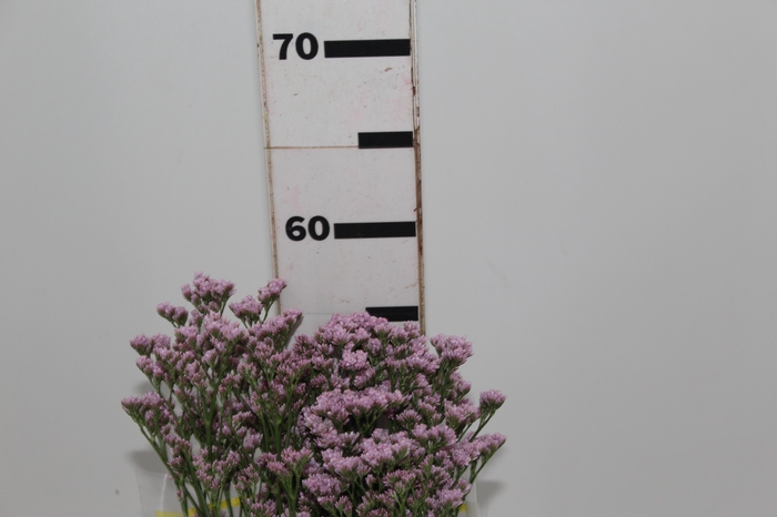 <h4>LIMONIUM KLARA SILVERY 060 CM PINK</h4>