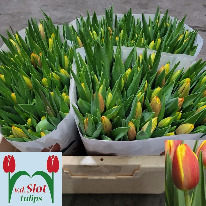 <h4>TU EN DOW JONES</h4>