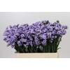 Limonium sinuatum Donau Birds