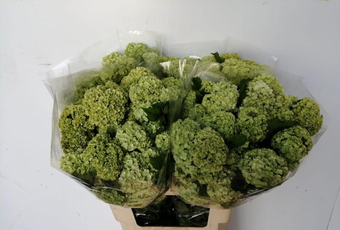 <h4>VIBURNUM ROSEUM ST</h4>