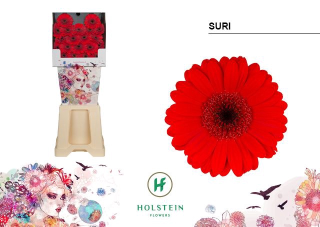 <h4>GE MI SURI Diamond x80</h4>