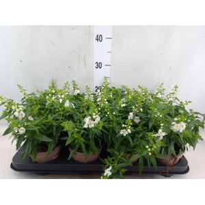 Angelonia  'Serena White'