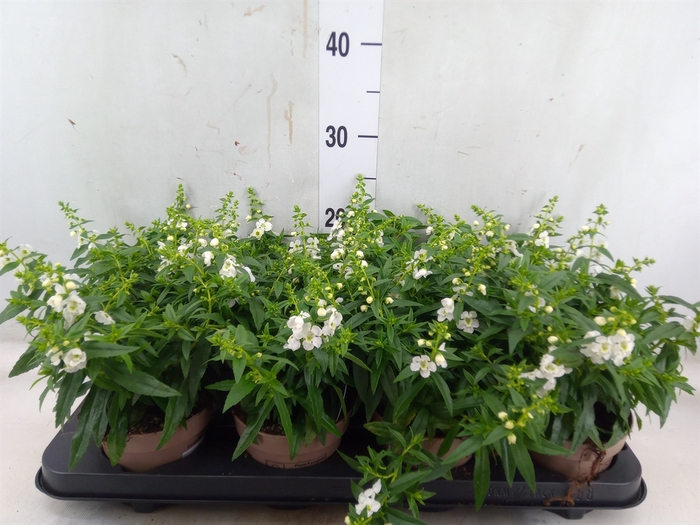 <h4>Angelonia  'Serena White'</h4>