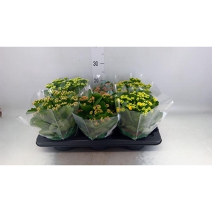 Kalanchoe blos. 'Rosalina'  ..mix 6