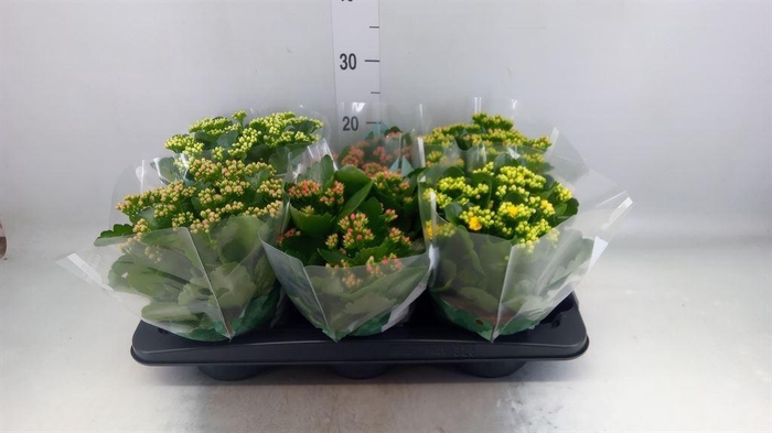 <h4>Kalanchoe blos. 'Rosalina'  ..mix 6</h4>