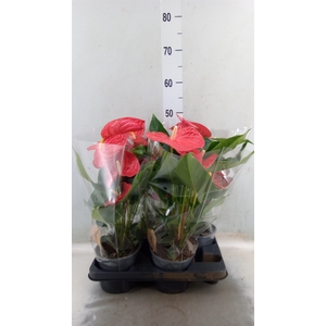 Anthurium andr. 'Casparo'
