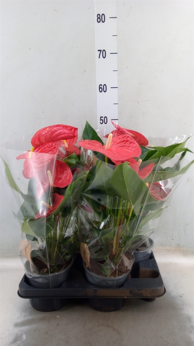 <h4>Anthurium andr. 'Casparo'</h4>