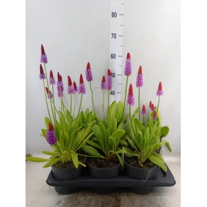 Primula vialii