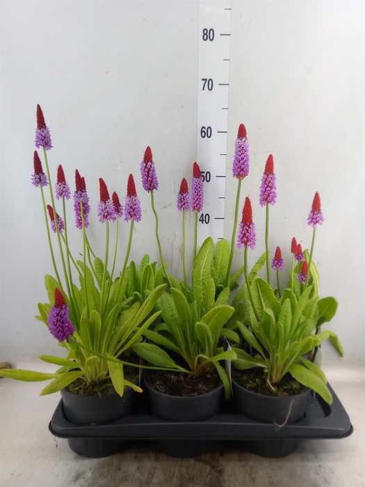 <h4>Primula vialii</h4>