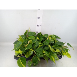 Philodendron scand. 'Brasil'