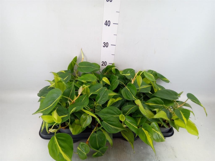 <h4>Philodendron scand. 'Brasil'</h4>