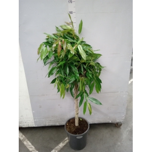 Ficus binn. 'Amstel King'