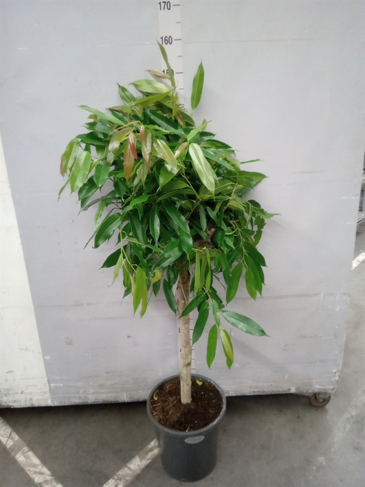 <h4>Ficus binn. 'Amstel King'</h4>