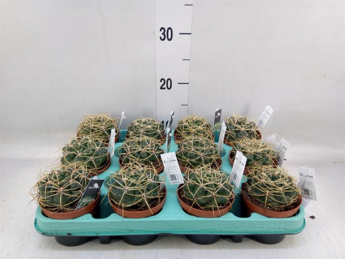 <h4>Cactus   ...</h4>