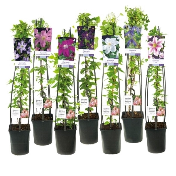 <h4>Mix CC Clematis +light label</h4>