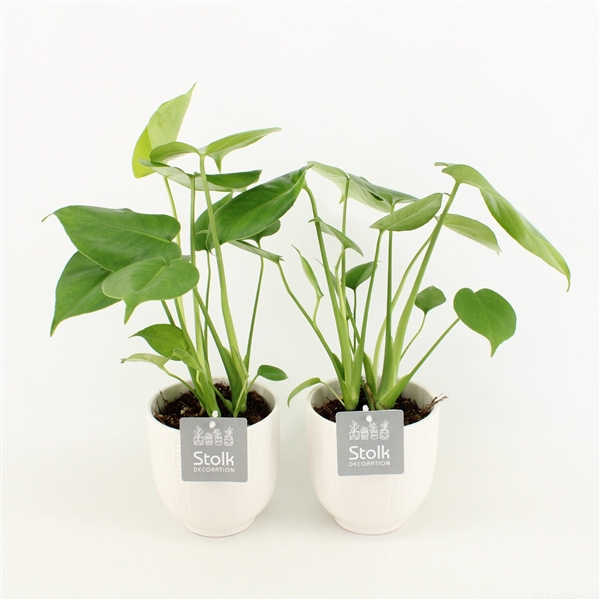 <h4>Monstera in Liv keramiek</h4>