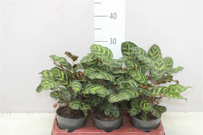 <h4>Calathea Makoyana</h4>