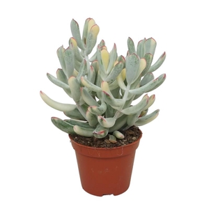 Succulenten overig 0313COV