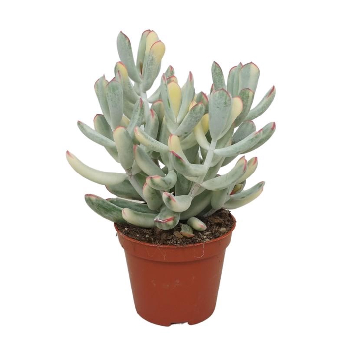 <h4>Succulenten overig 0313COV</h4>