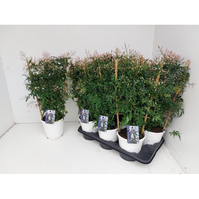 <h4>JASM POLYANTHUM WIT</h4>