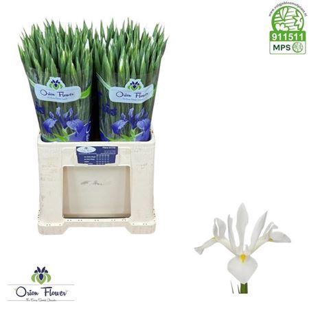 <h4>Iris Casablanca</h4>