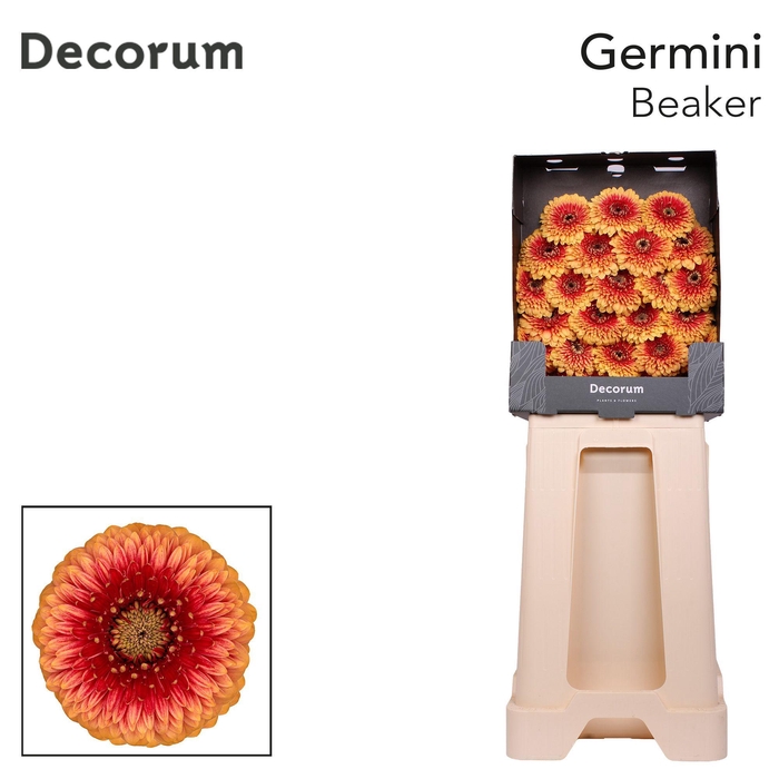 <h4>Germini Pomponi Beaker Diamond</h4>