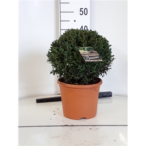 Buxus sempervirens bol 25