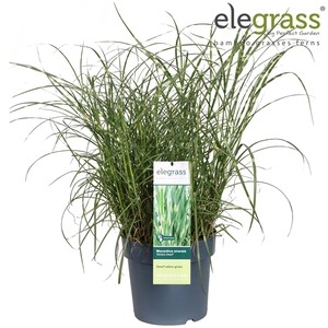 Miscanthus sinensis 'Strictus Dwarf' P23