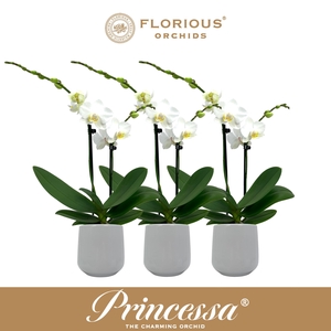 No9 Phalanopsis 2 Tak Wit+Deco