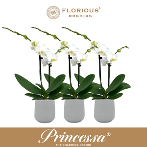 No9 Phalanopsis 2 Tak Wit+Deco