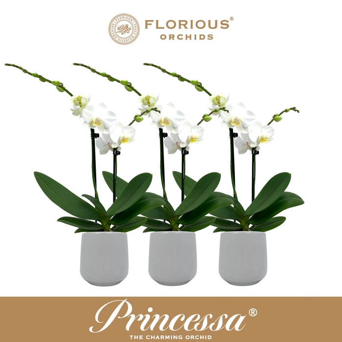 <h4>No9 Phalanopsis 2 Tak Wit+Deco</h4>