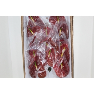 ANTHURIUM CHOCO 9/11 035 CM DIAM MIN 9 CM CHOCOLATE