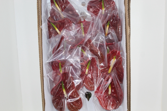 ANTHURIUM CHOCO 9/11 035 CM DIAM MIN 9 CM CHOCOLATE