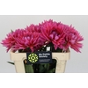 Dahlia Barbie