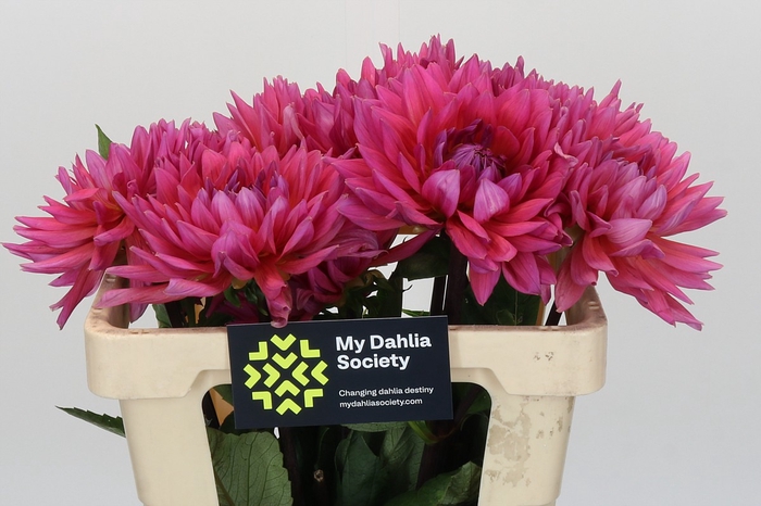 Dahlia Barbie