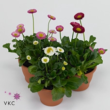Bellis P Kl Rush Gem