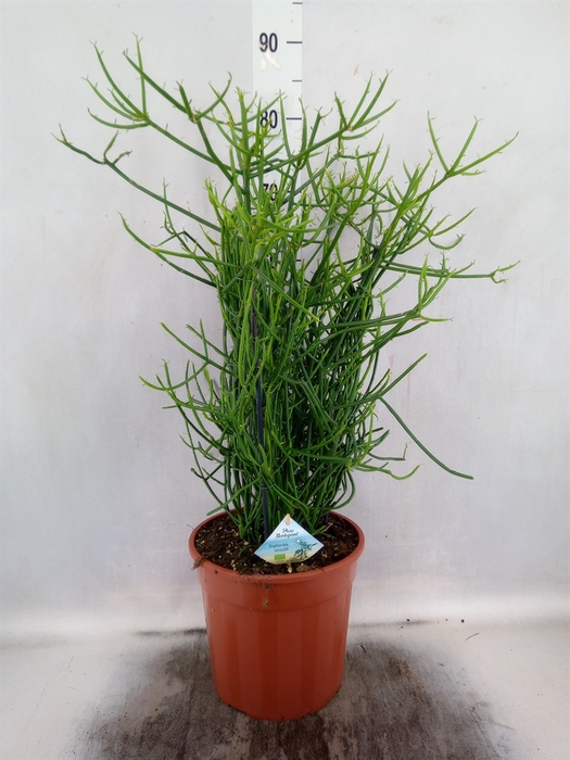 <h4>Euphorbia tirucalli</h4>