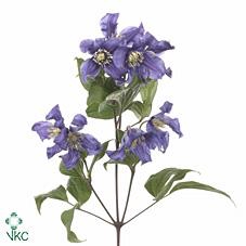 Clematis pirouette