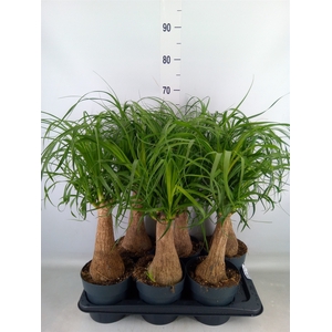 Beaucarnea recurvata