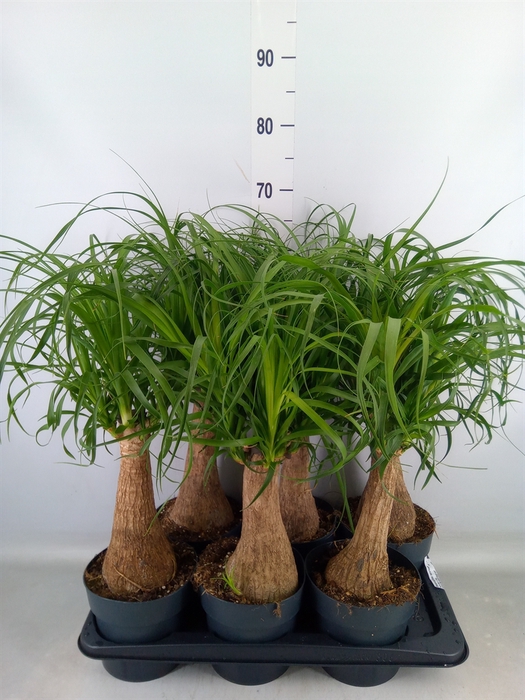 <h4>Beaucarnea recurvata</h4>