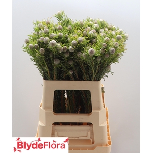 LEUCAD L AY JA PE VT