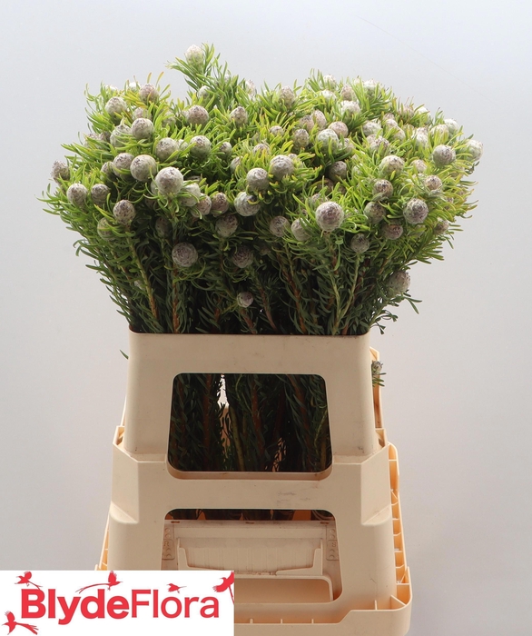 <h4>LEUCAD L AY JA PE VT</h4>