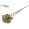 Badam on stem Intense Coral