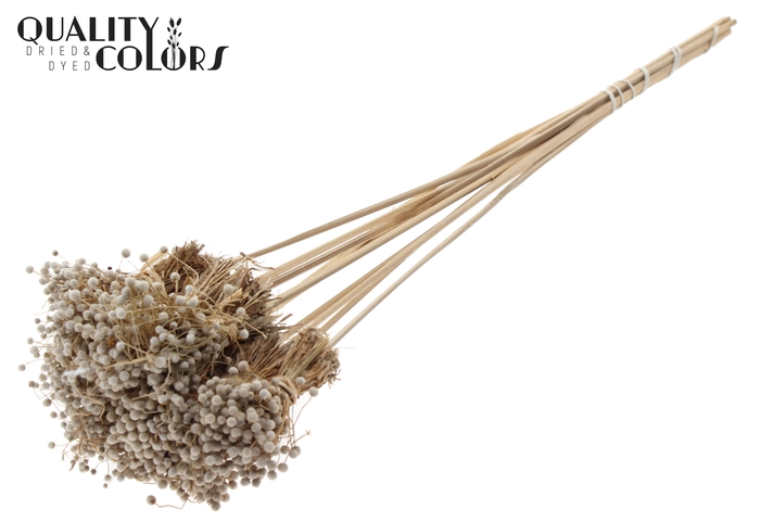 Badam on stem Intense Coral