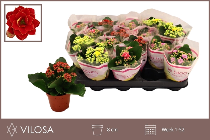 <h4>KAL GE GEM 5 KL</h4>