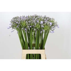Agapanthus Silberpfeil