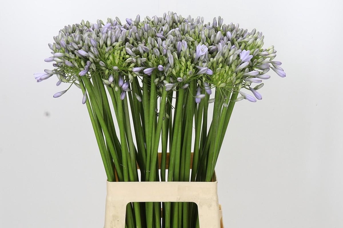 <h4>Agapanthus Silberpfeil</h4>