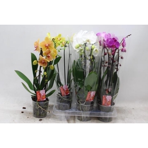 PHAL EL CASCADE