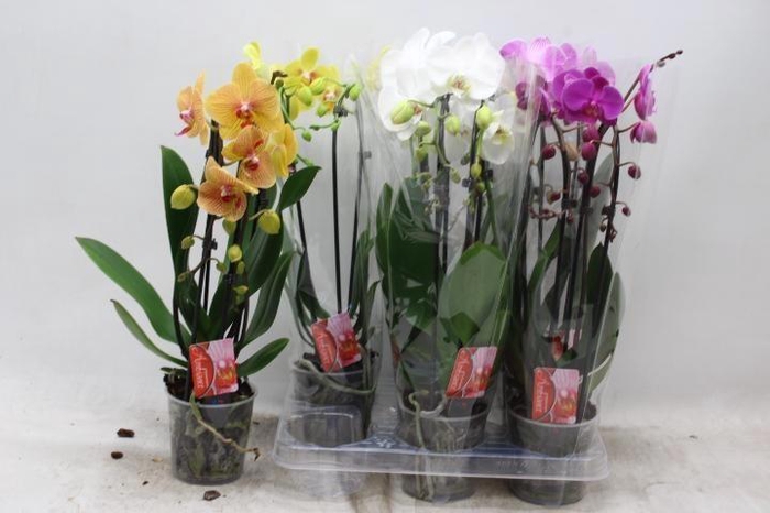<h4>PHAL EL CASCADE</h4>