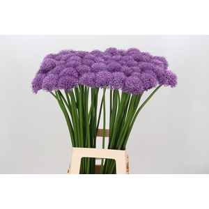 Allium Gladiator